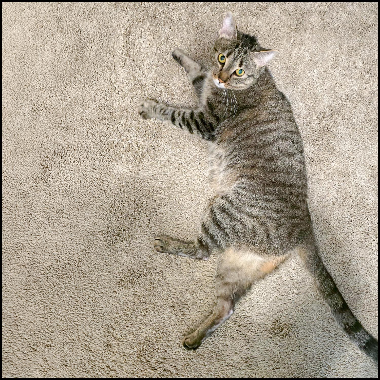 Naomi, a Adoptable mixed breed in Roswell, GA image 2/4