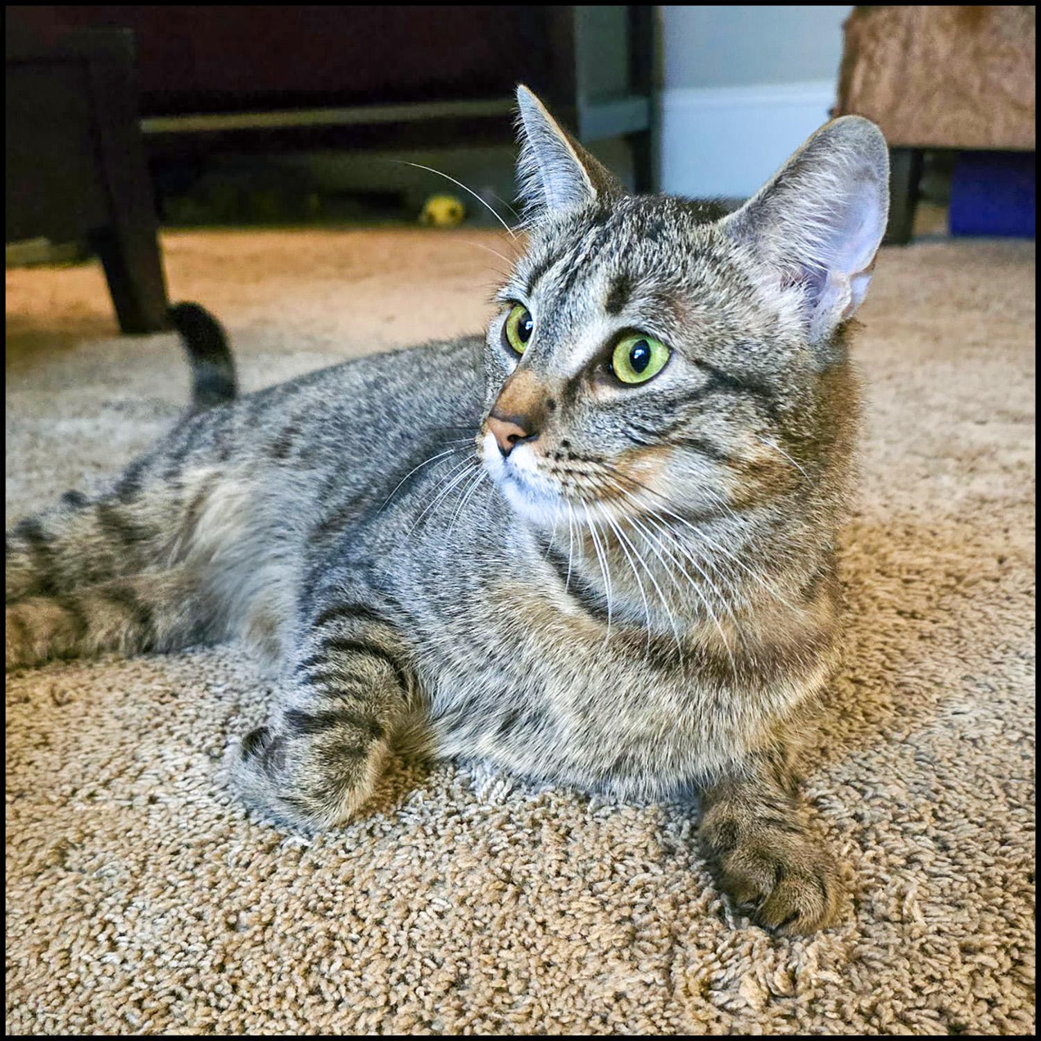 Naomi, a Adoptable mixed breed in Roswell, GA image 3/4