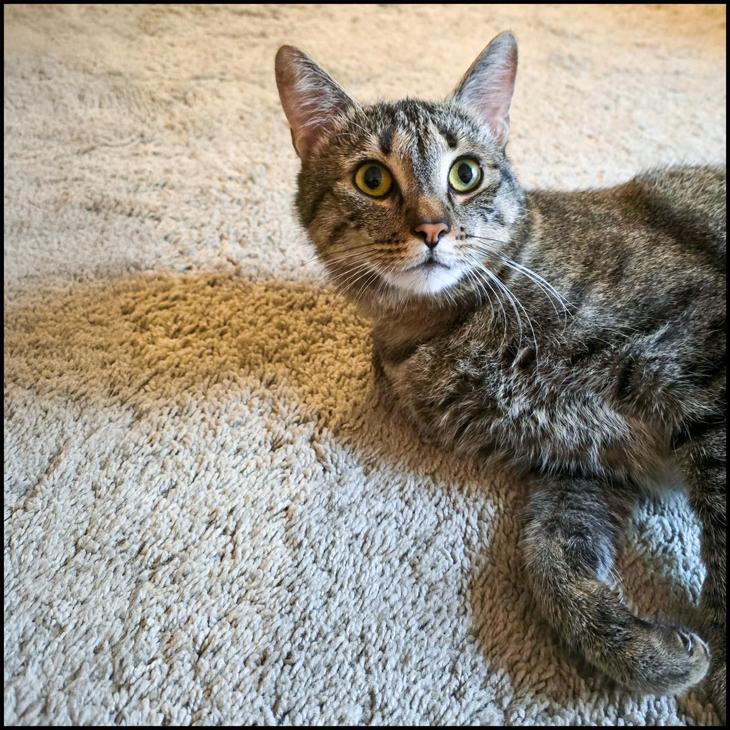 Naomi, a Adoptable mixed breed in Roswell, GA image 4/4