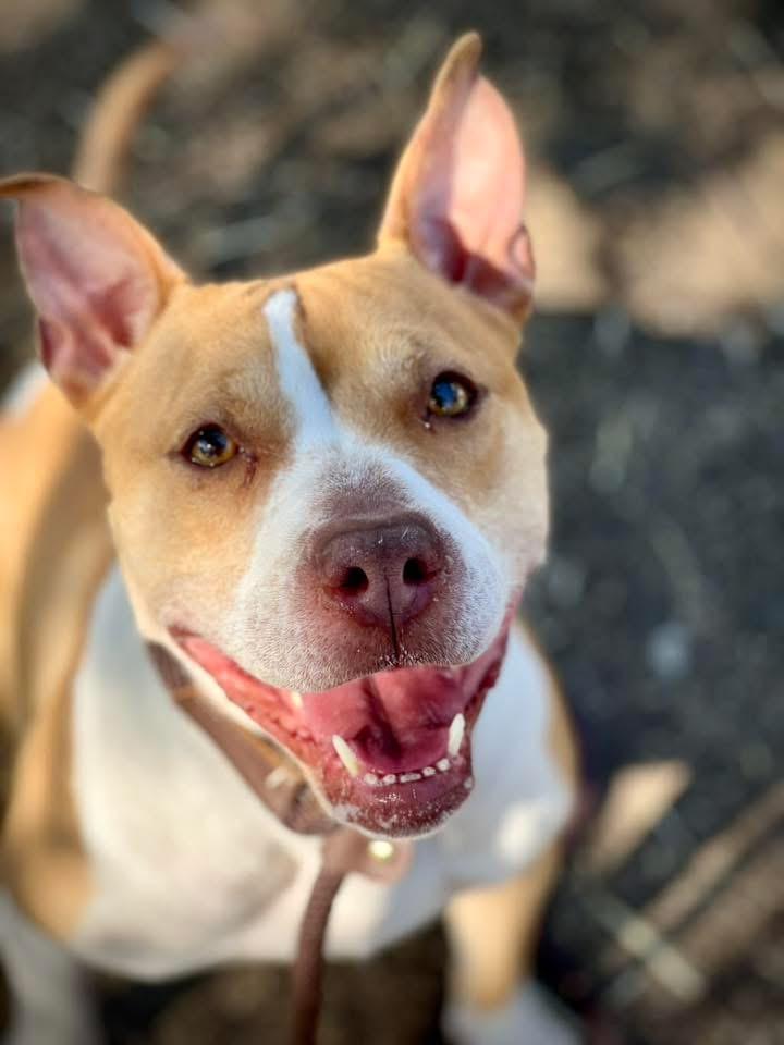 Jammy, ADOPTABLE, Adult Female Pit Bull Terrier.