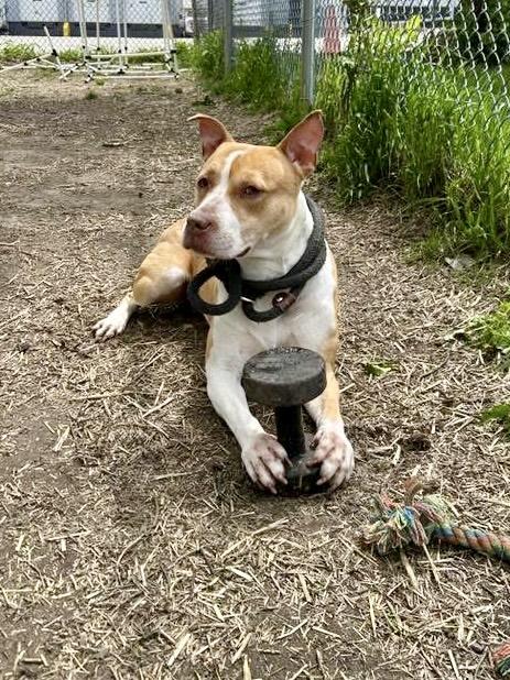 Enlarge Jammy, a ADOPTABLE Pit Bull Terrier in Chicago, IL image 2/5