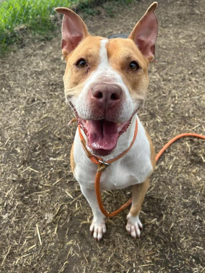 Enlarge Jammy, a ADOPTABLE Pit Bull Terrier in Chicago, IL image 3/5