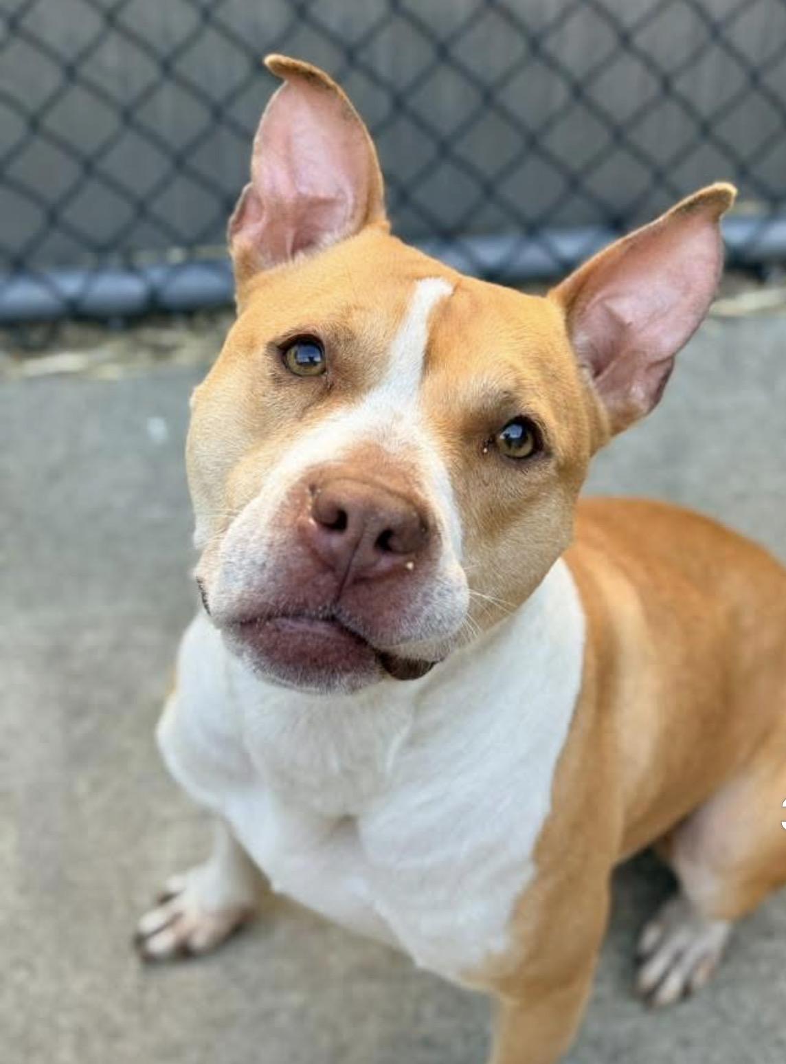 Enlarge Jammy, a ADOPTABLE Pit Bull Terrier in Chicago, IL image 4/5