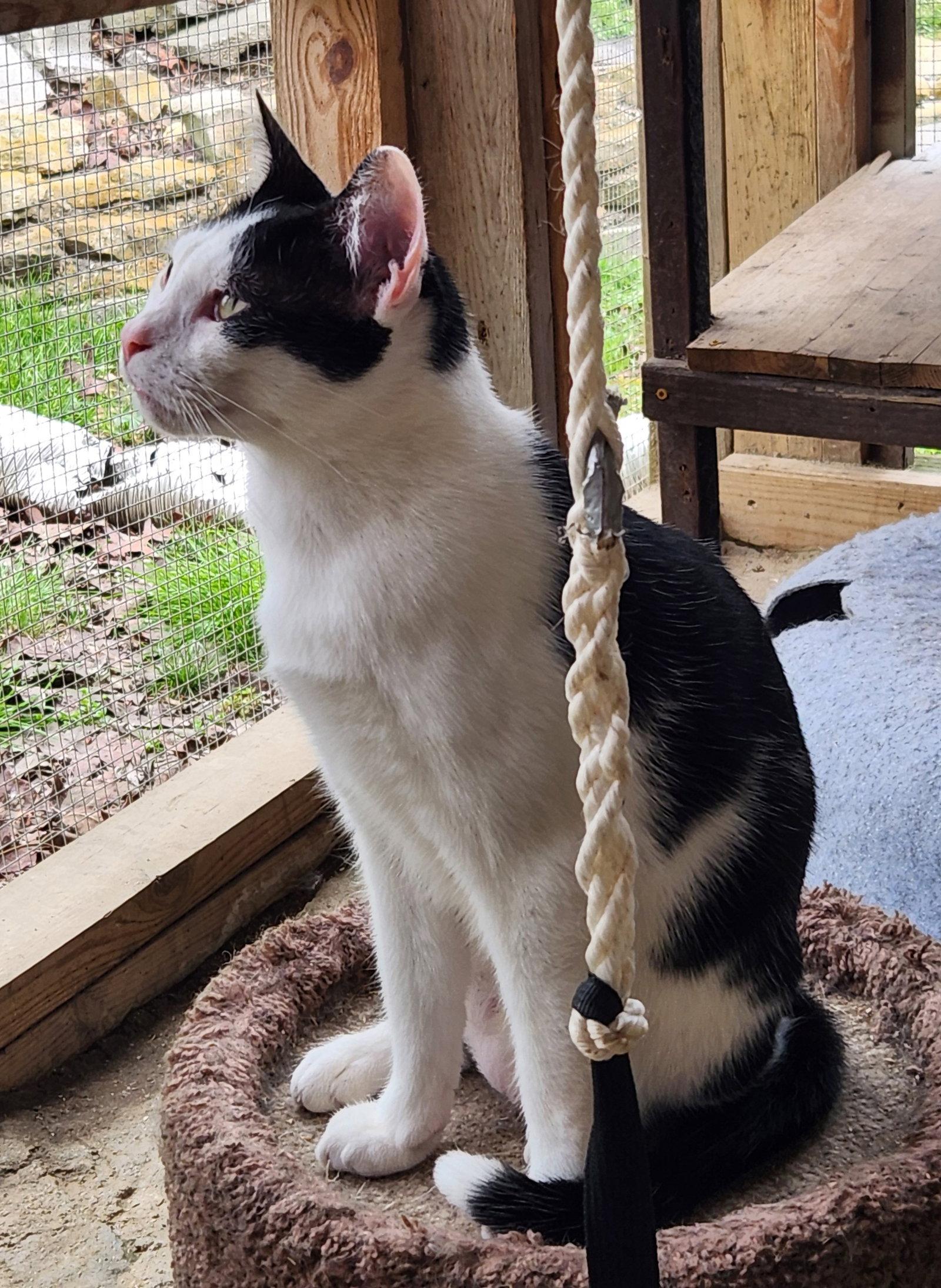 Everett, Adoptable, Young Male Domestic Short Hair.