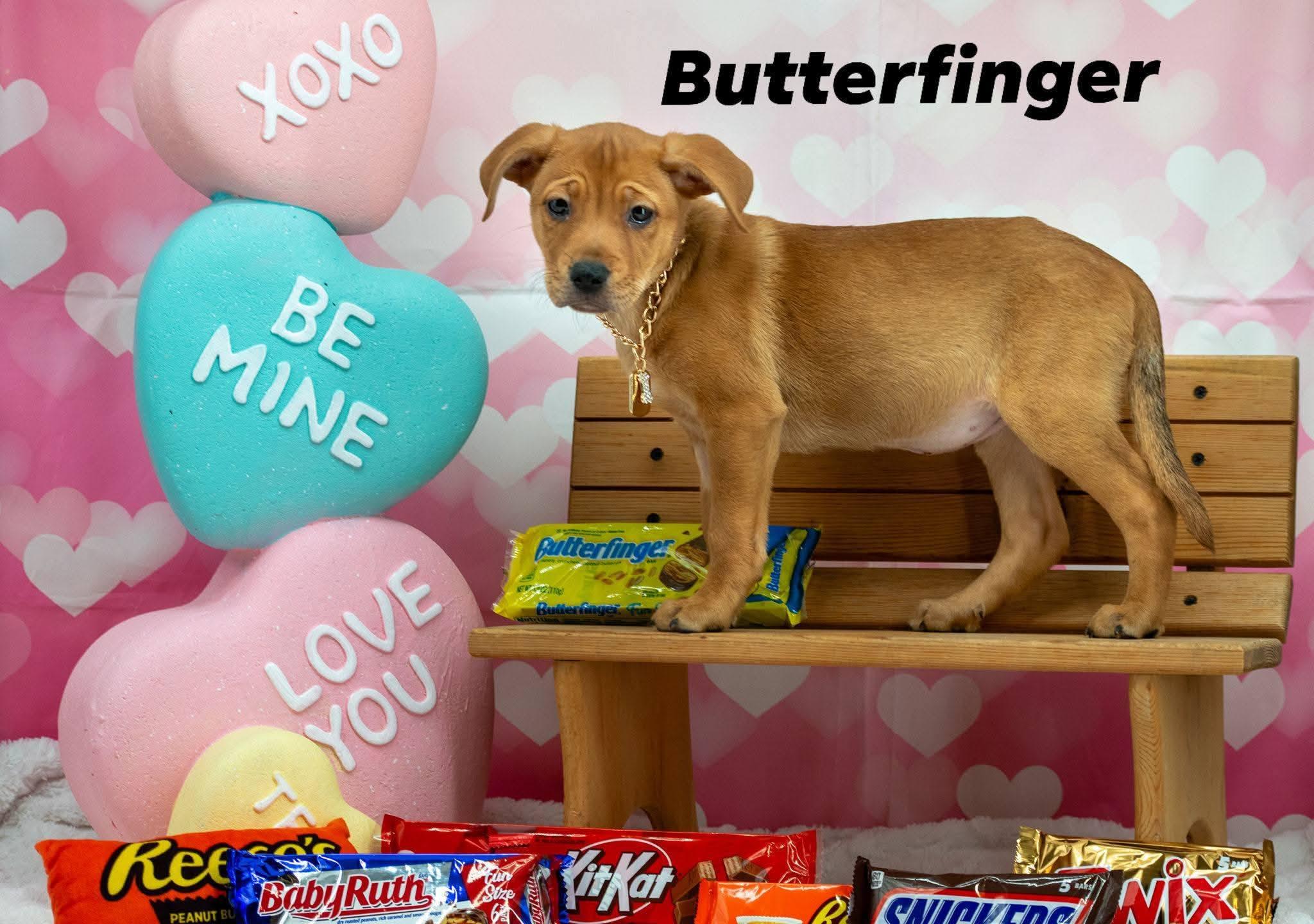 Butterfinger, ADOPTABLE, Puppy Female Hound & Mountain Cur.