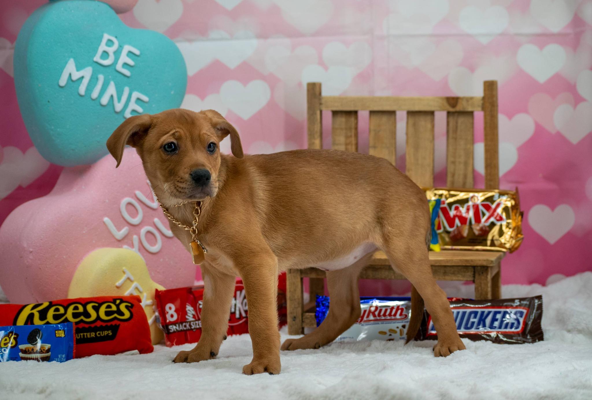 Butterfinger, a ADOPTABLE mixed breed in Sevierville, TN image 4/4