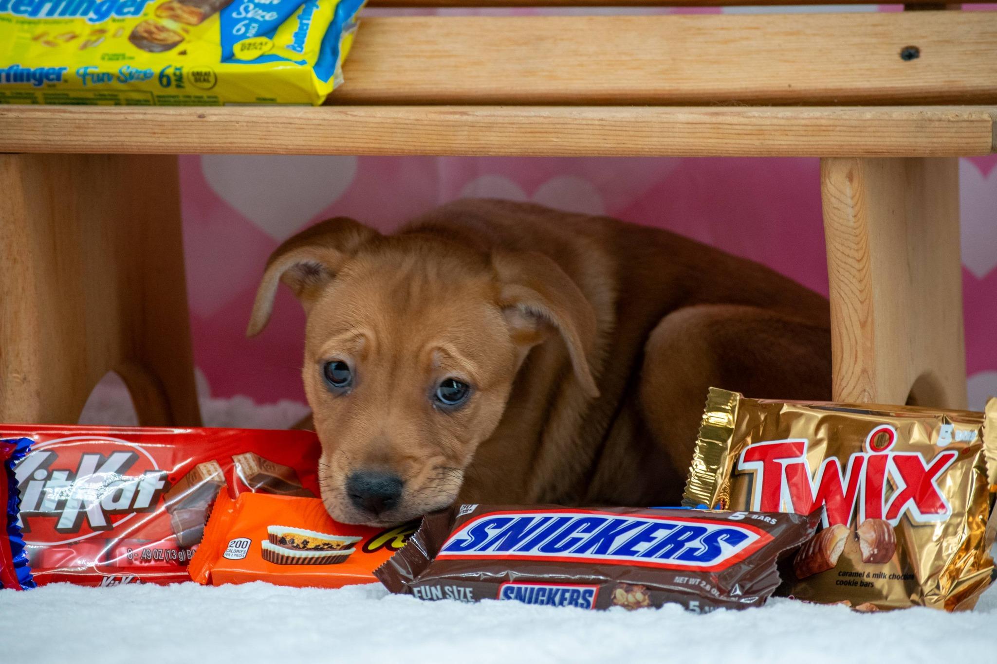 Butterfinger, a ADOPTABLE mixed breed in Sevierville, TN image 2/4