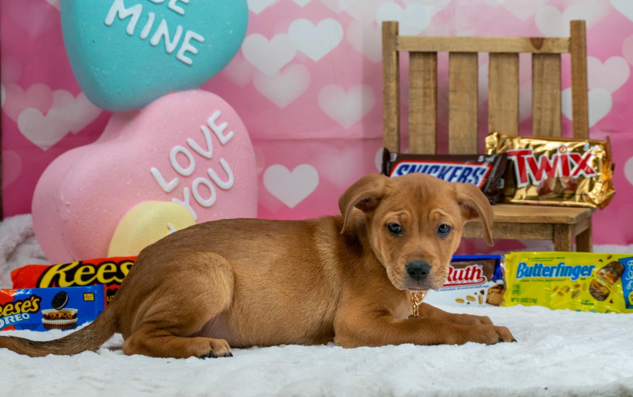 Butterfinger, a ADOPTABLE mixed breed in Sevierville, TN image 3/4