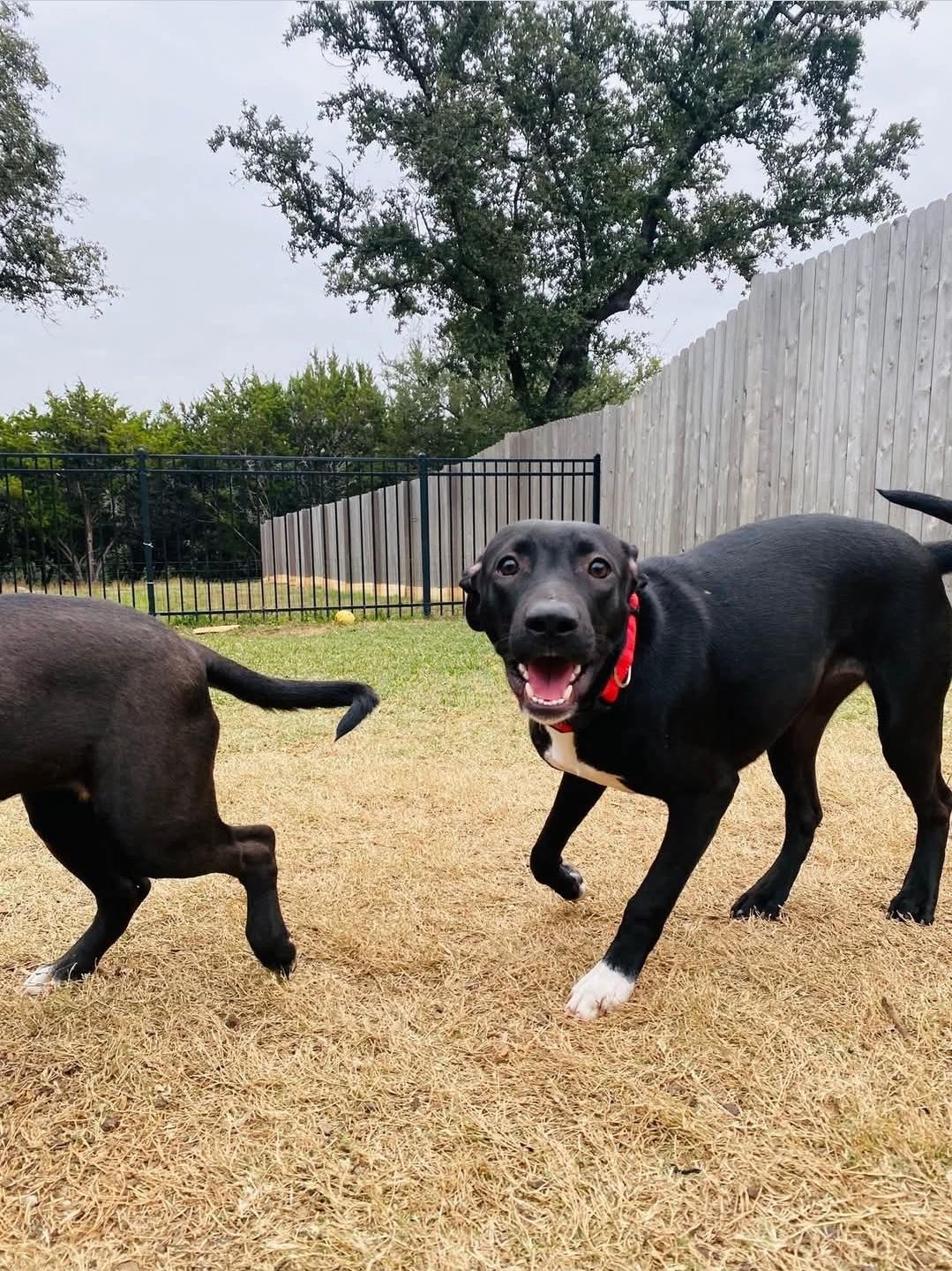 Enlarge Ali, a Adoptable mixed breed in Grand Rapids, MI image 2/6