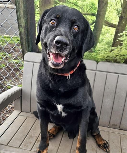 Enlarge Diego, a ADOPTABLE mixed breed in Phoenix, OR image 1/3