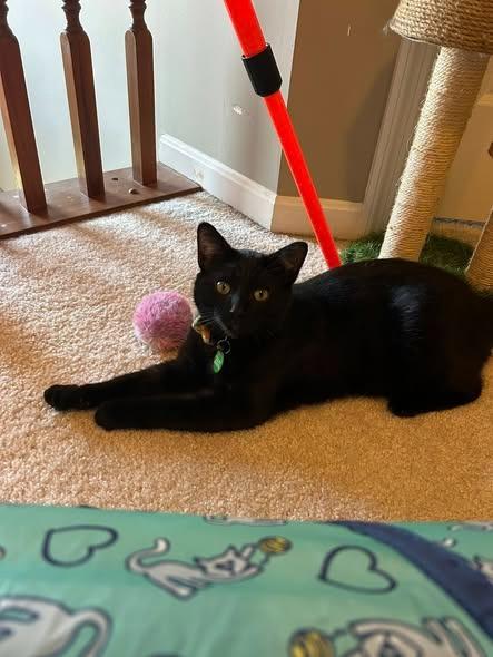 Enlarge Gourdo, a Adoptable mixed breed in Kettering, OH image 1/3