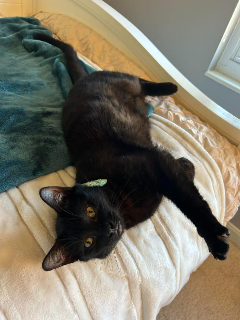 Enlarge Gourdo, a Adoptable mixed breed in Kettering, OH image 2/4