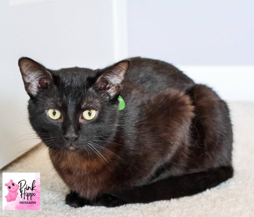 Enlarge Gourdo, a Adoptable mixed breed in Kettering, OH image 2/3