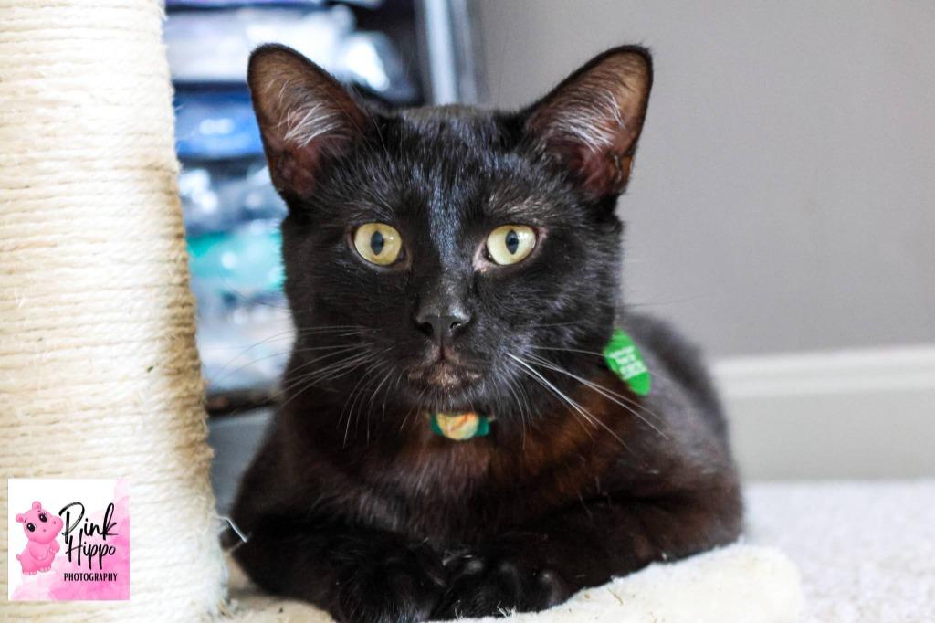 Enlarge Gourdo, a Adoptable mixed breed in Kettering, OH image 3/3