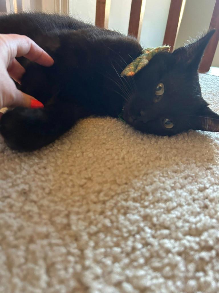 Enlarge Gourdo, a Adoptable mixed breed in Kettering, OH image 2/3