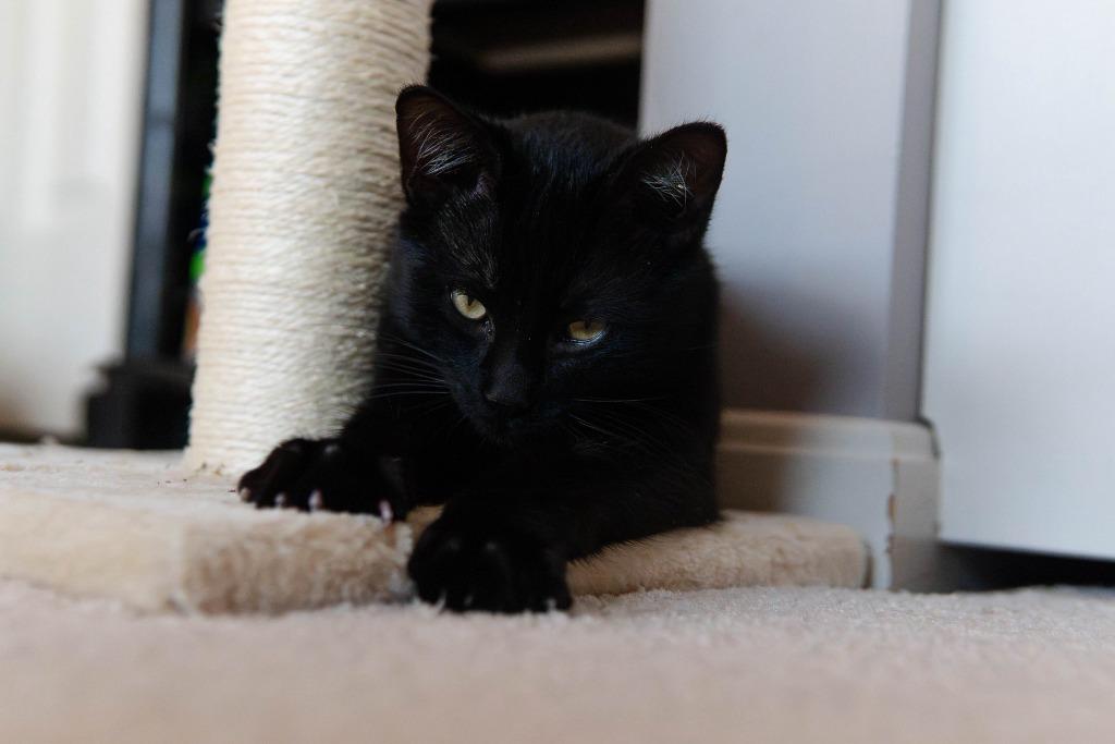 Enlarge Gourdo, a Adoptable mixed breed in Kettering, OH image 3/3