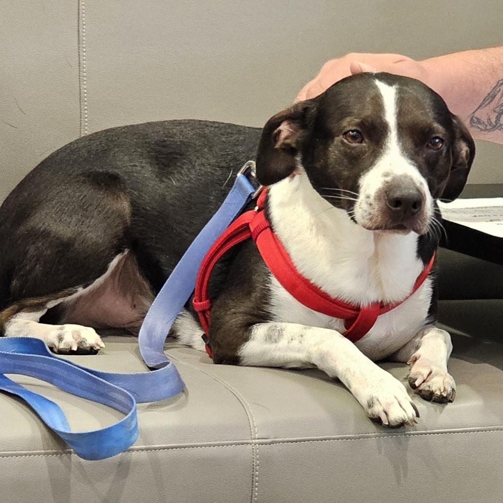 Brody, Adoptable, Adult Male Mixed Breed.