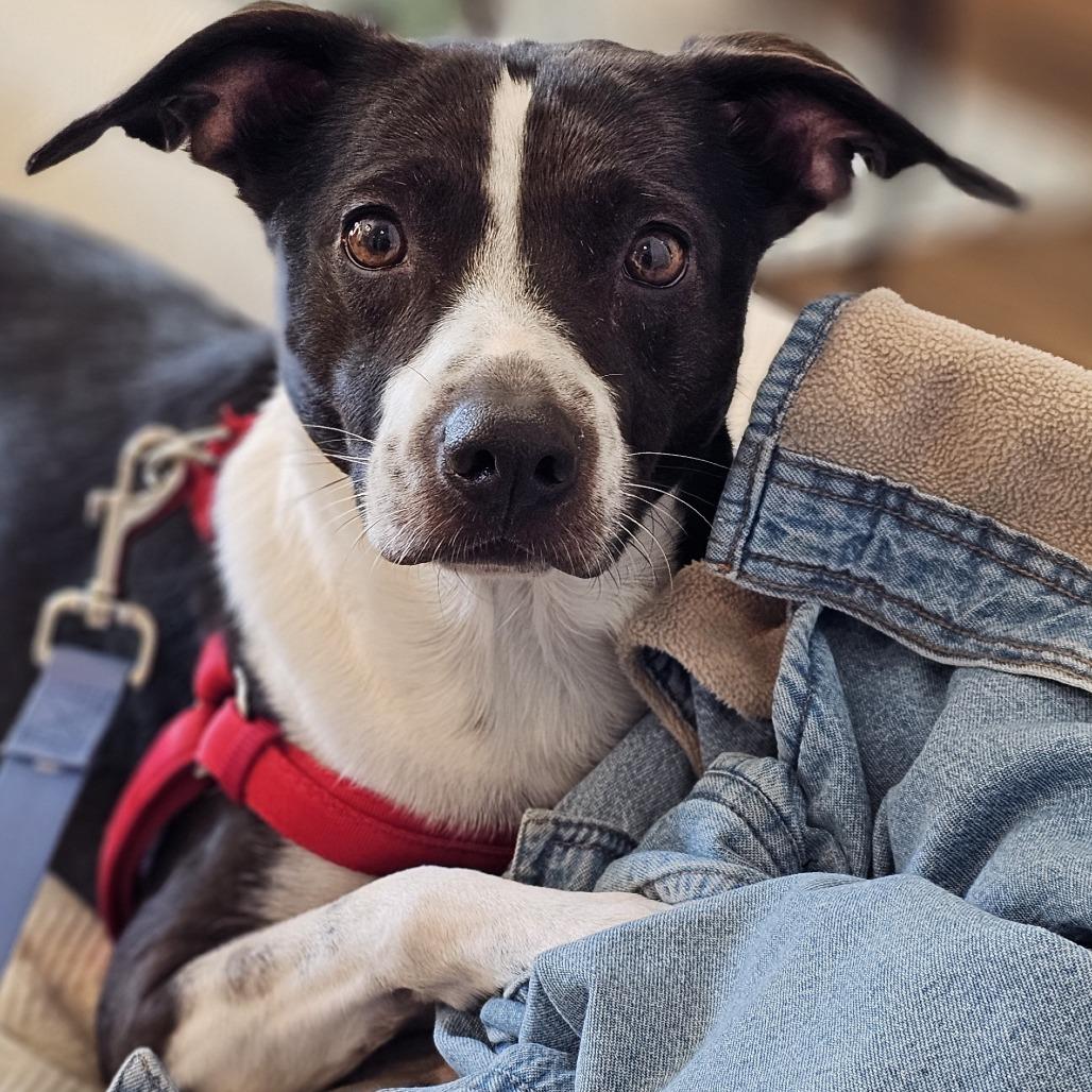 Enlarge Brody, a Adoptable Mixed Breed in Myrtle Beach, SC image 2/2