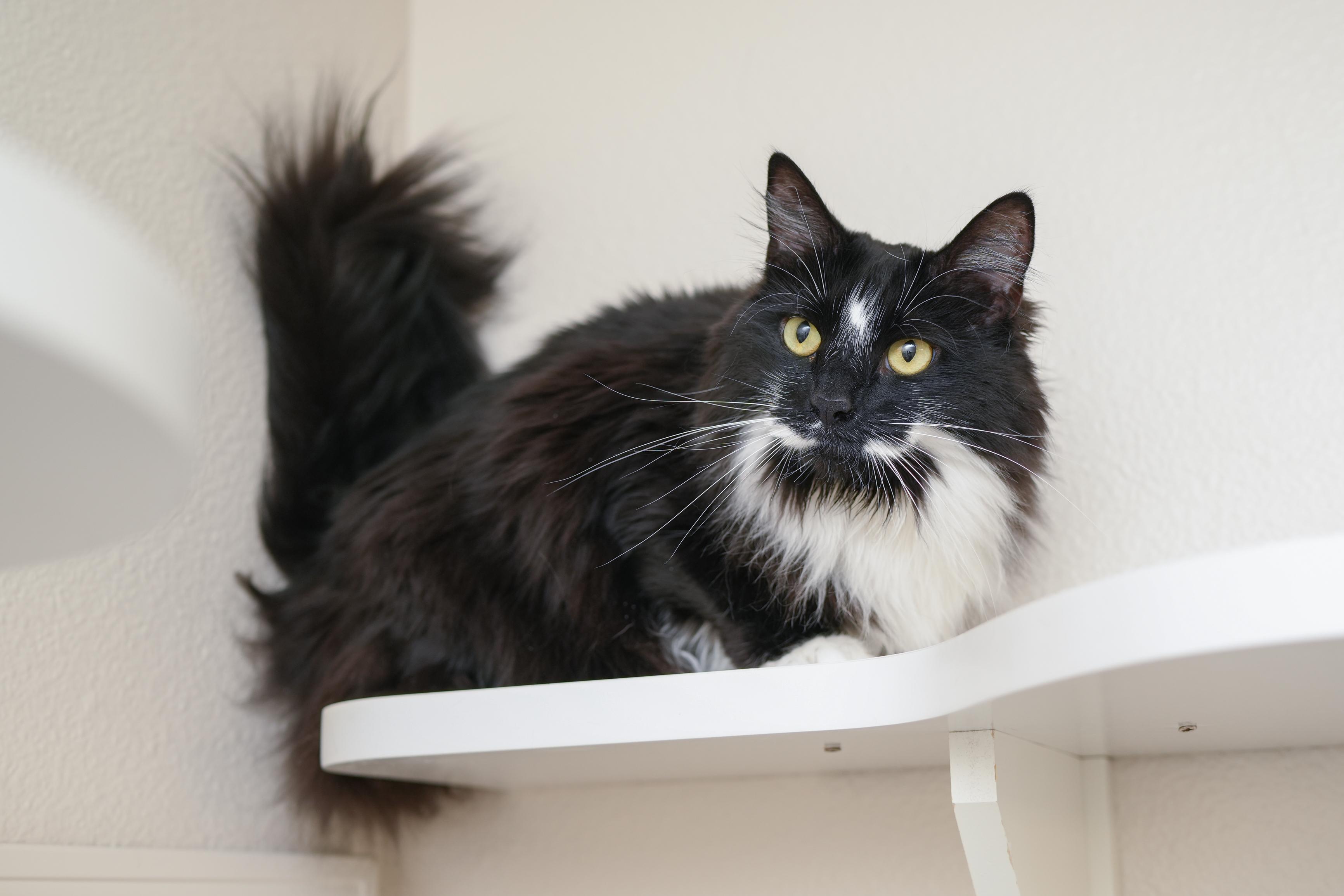 Enlarge Nona, an adopted Domestic Long Hair in Boise, ID image 2/3