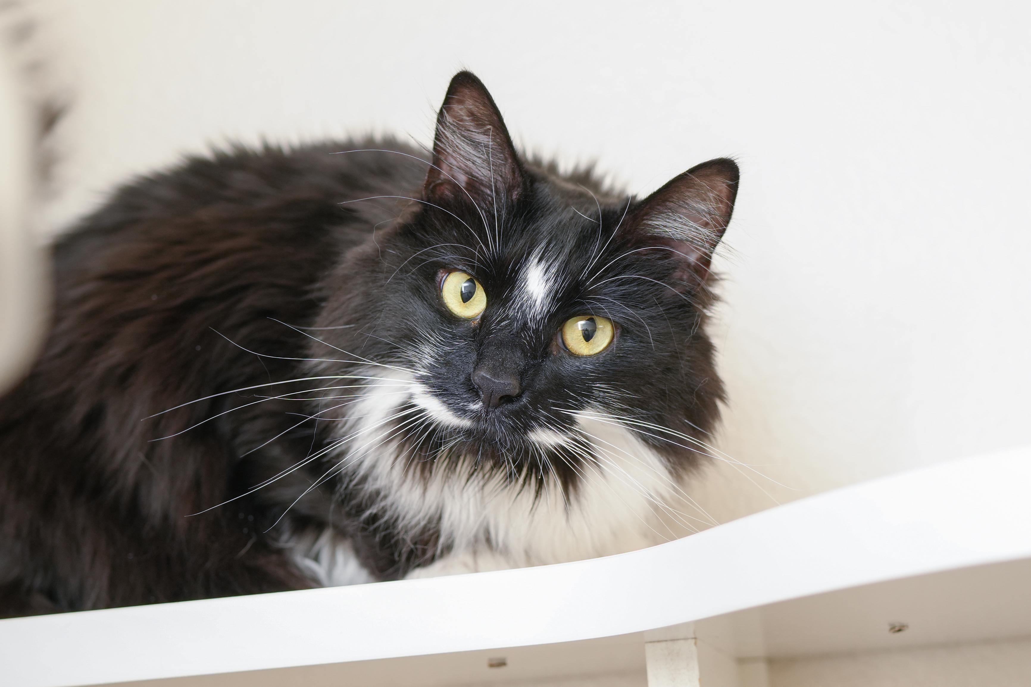 Enlarge Nona, an adopted Domestic Long Hair in Boise, ID image 3/3