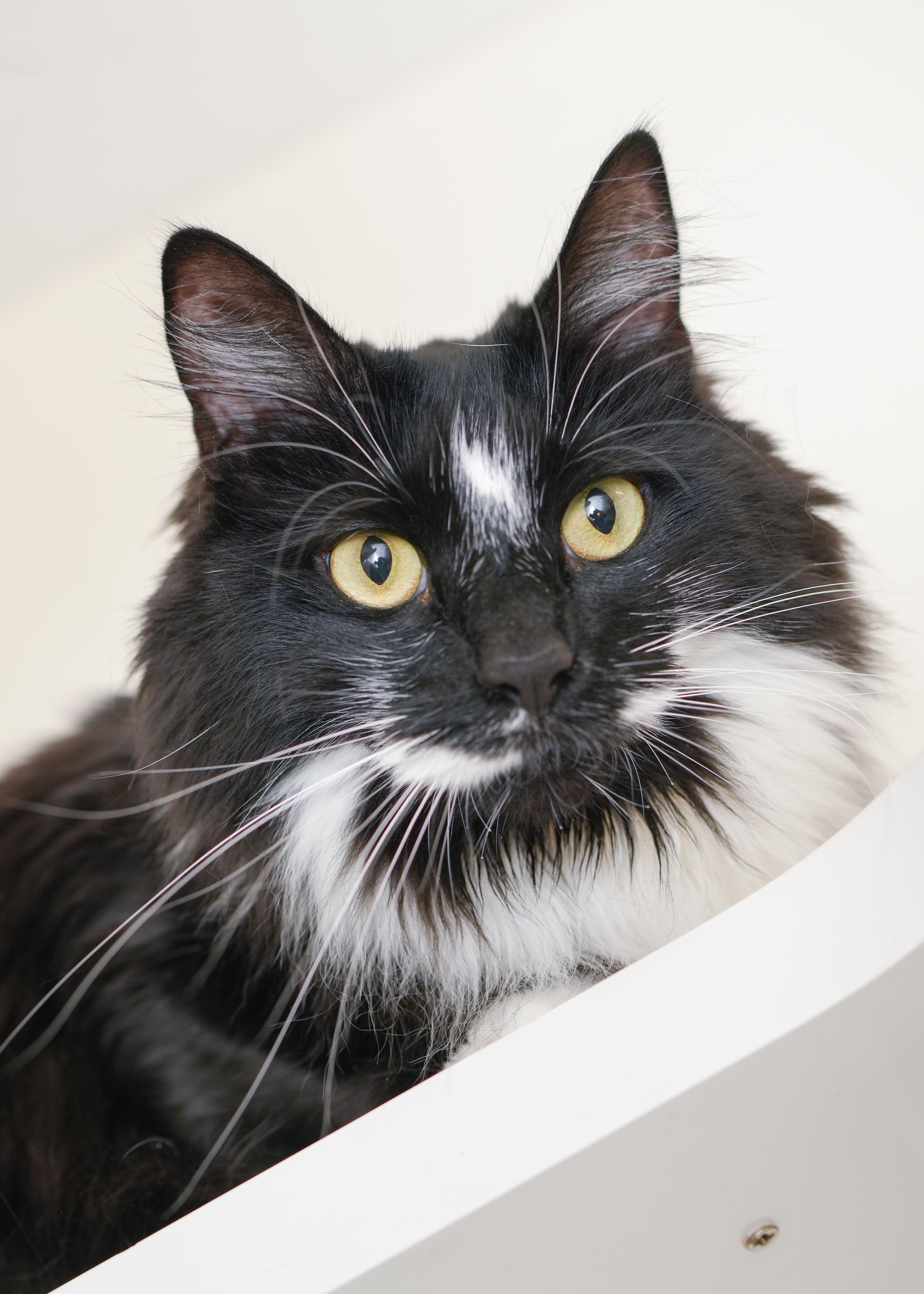 Nona, adopted, Adult Female Domestic Long Hair.