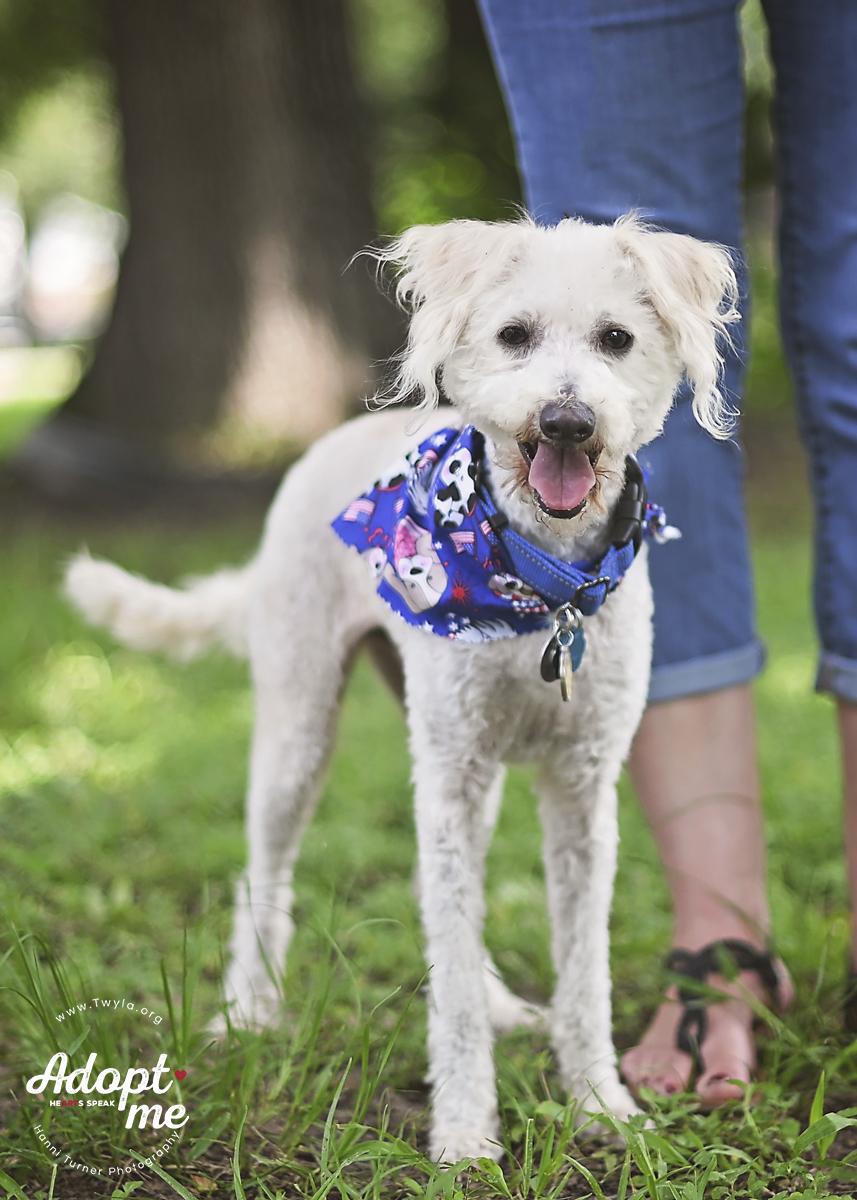 Enlarge JonSnow, a ADOPTABLE mixed breed in Kingwood, TX image 4/6