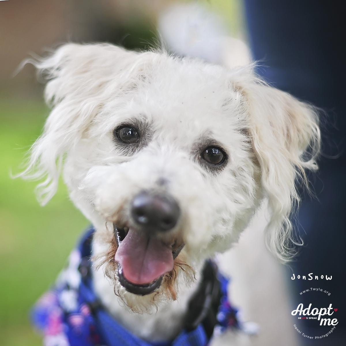 Enlarge JonSnow, a ADOPTABLE mixed breed in Kingwood, TX image 5/6