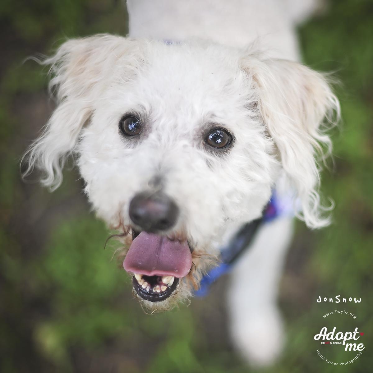 Enlarge JonSnow, a ADOPTABLE mixed breed in Kingwood, TX image 3/6
