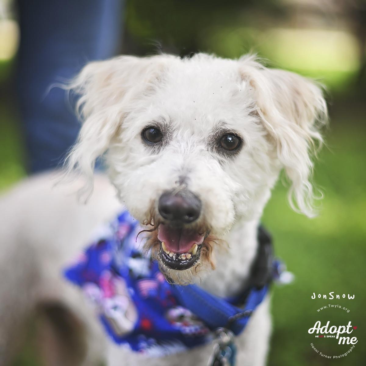 JonSnow, ADOPTABLE, Adult Male Poodle.