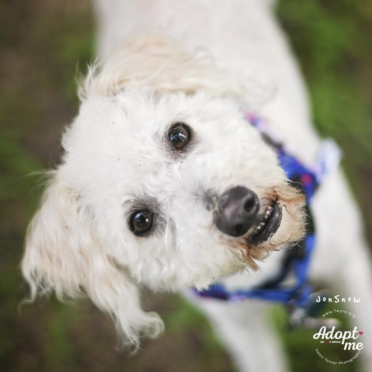 Enlarge JonSnow, a ADOPTABLE mixed breed in Kingwood, TX image 2/6