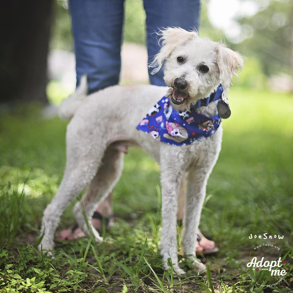 Enlarge JonSnow, a ADOPTABLE mixed breed in Kingwood, TX image 6/6