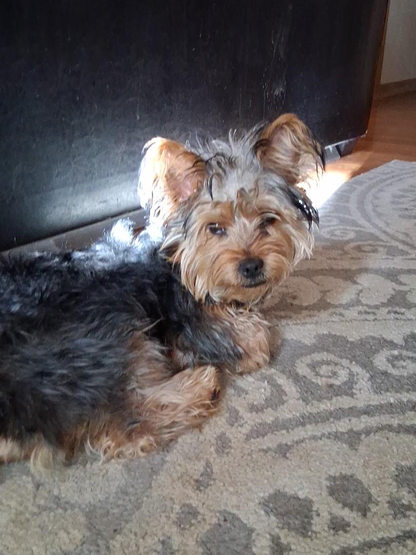 Winston, an adopted Yorkshire Terrier in Pagosa Springs, CO image 3/4