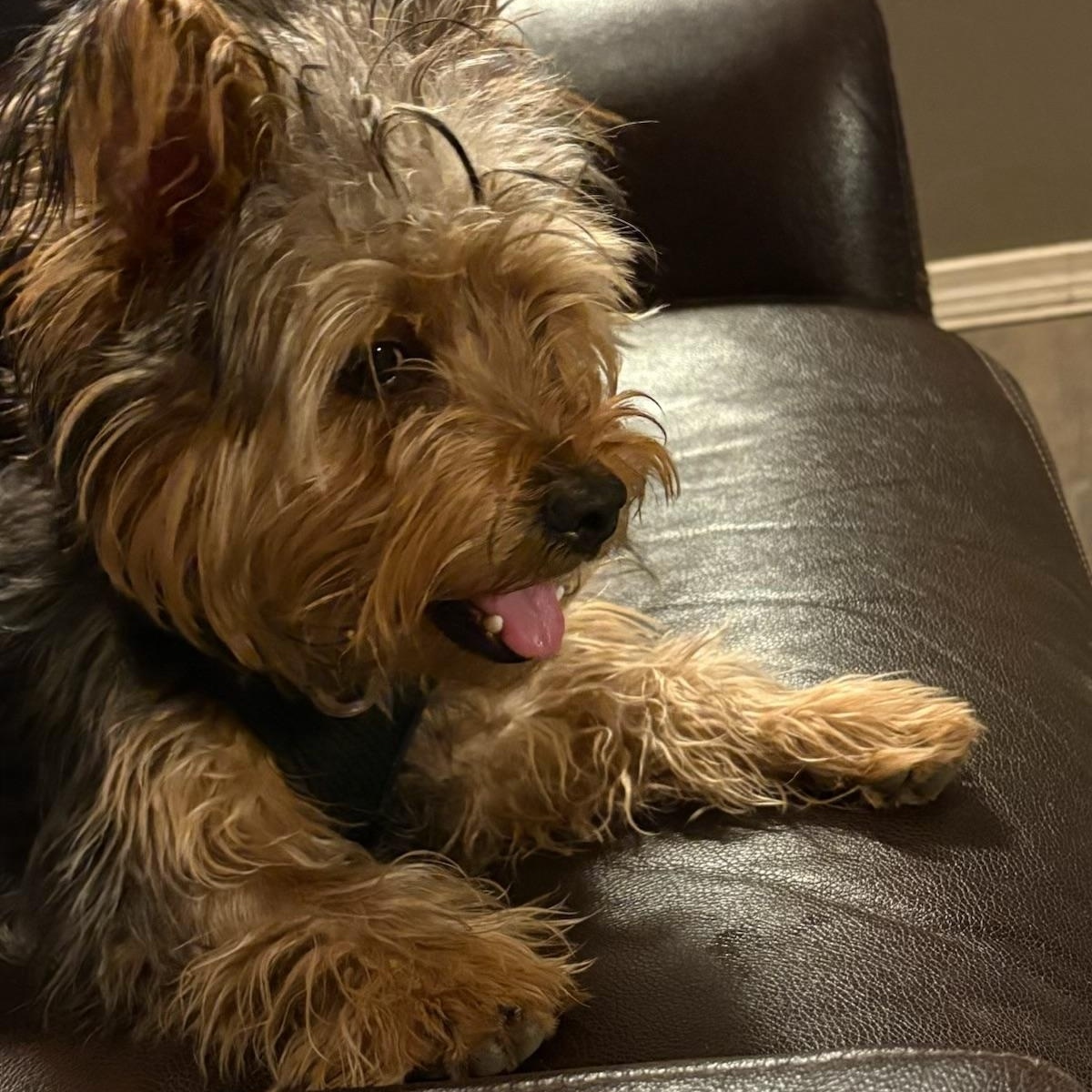 Winston, an adopted Yorkshire Terrier in Pagosa Springs, CO image 4/4