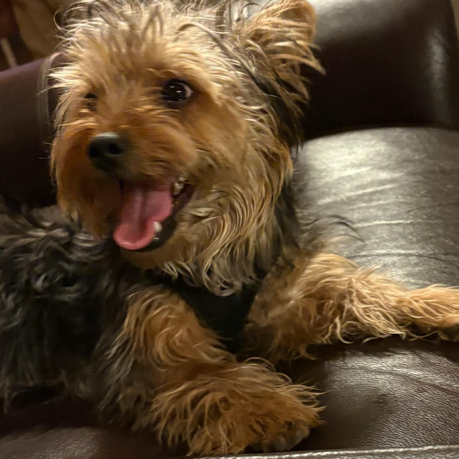 Winston, an adopted Yorkshire Terrier in Pagosa Springs, CO image 2/4