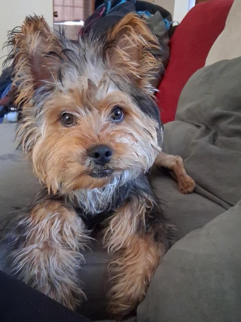 Winston, adopted, Young Male Yorkshire Terrier.