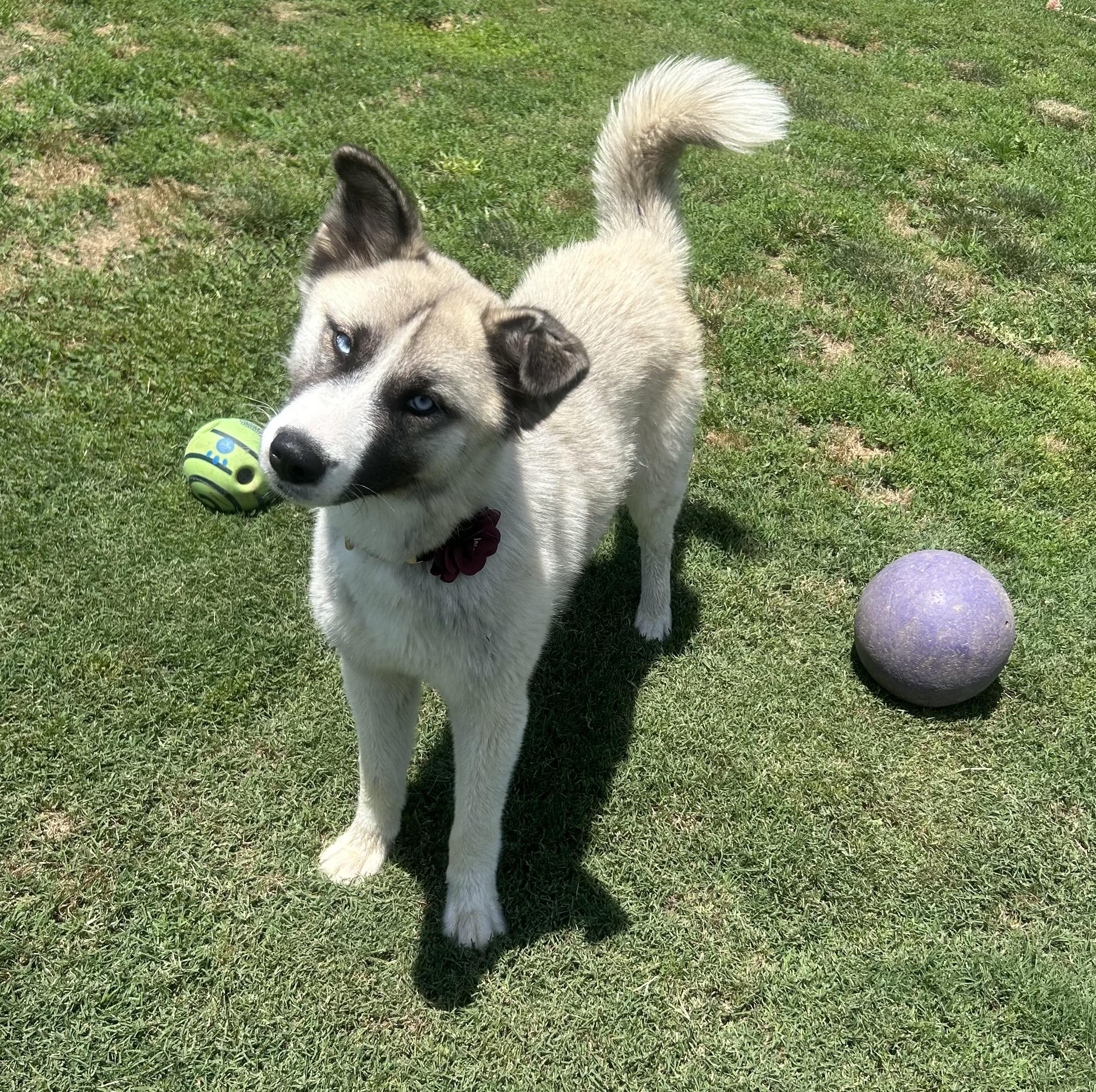 Jadis, a ADOPTABLE mixed breed in Siloam Springs, AR image 3/5