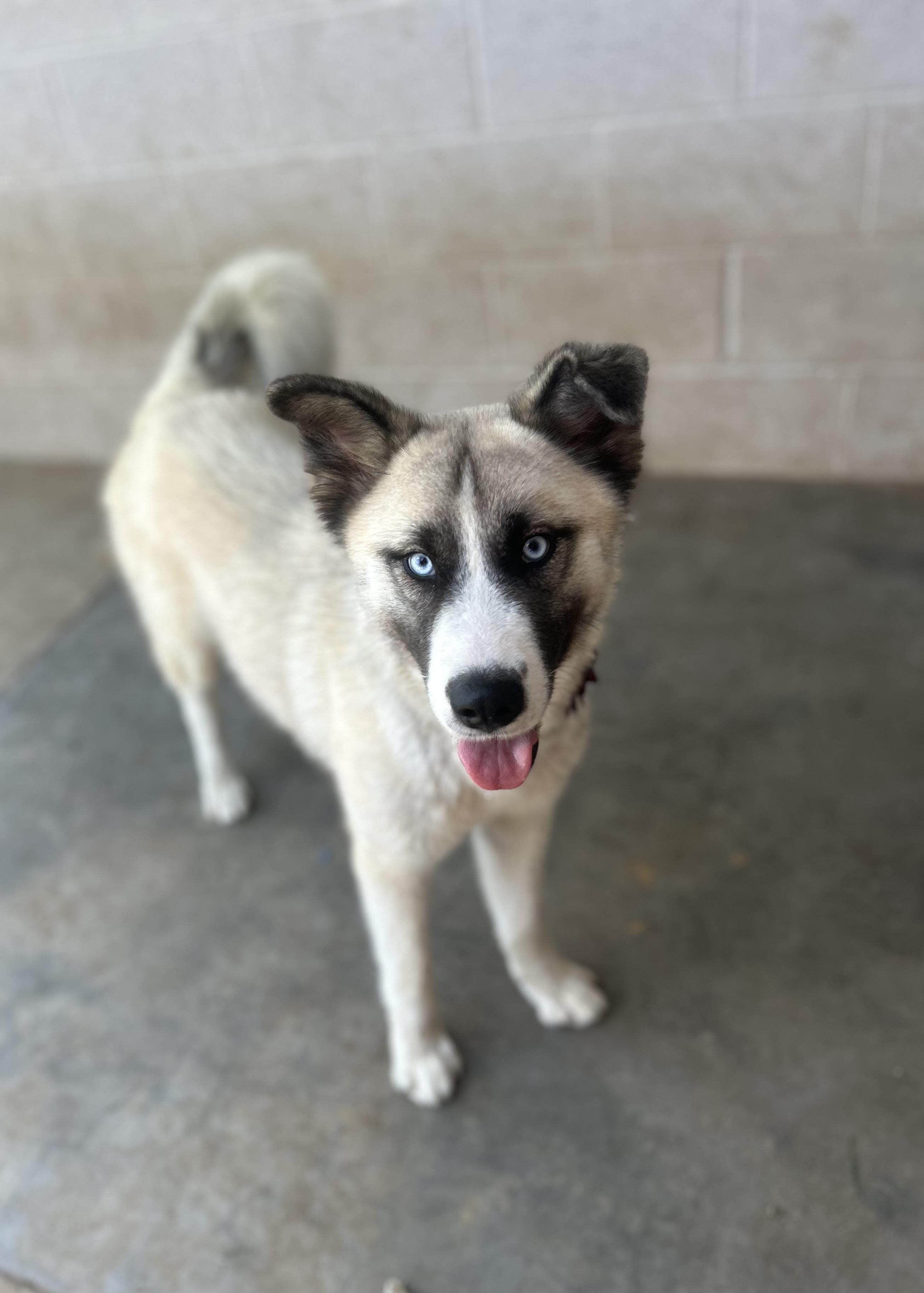 Jadis, a ADOPTABLE mixed breed in Siloam Springs, AR image 2/5