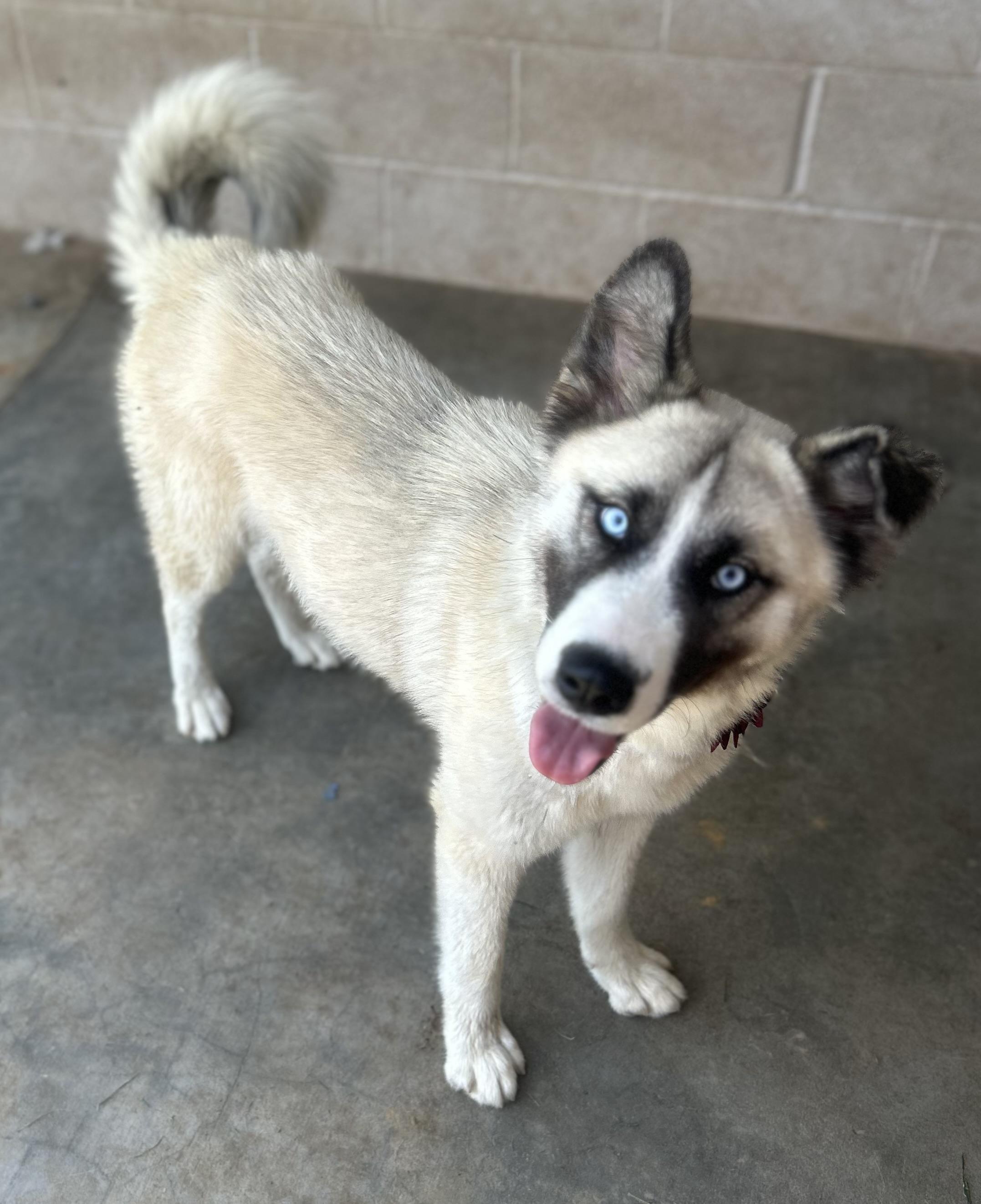 Jadis, ADOPTABLE, Young Female Husky.