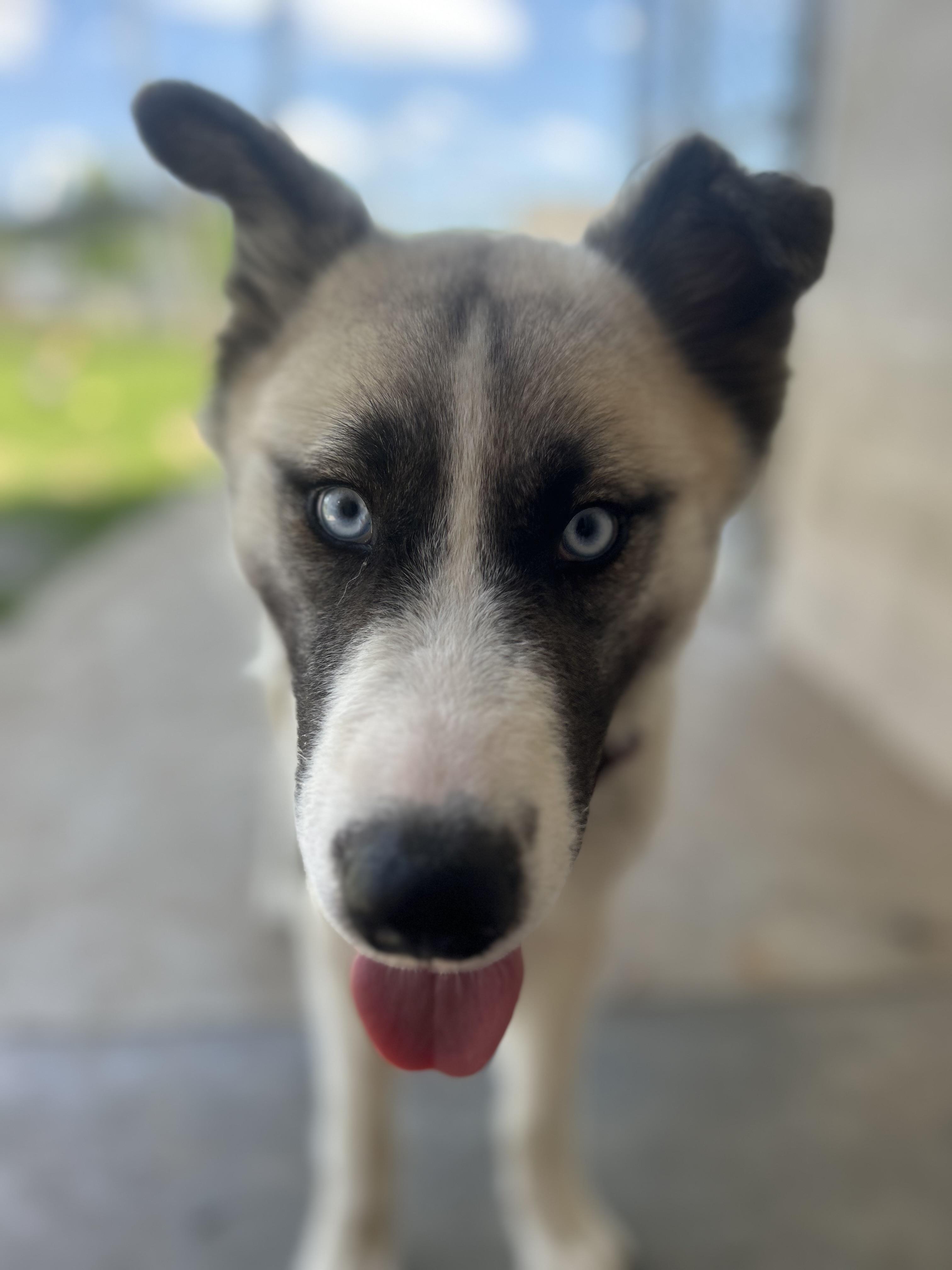 Jadis, a ADOPTABLE mixed breed in Siloam Springs, AR image 5/5