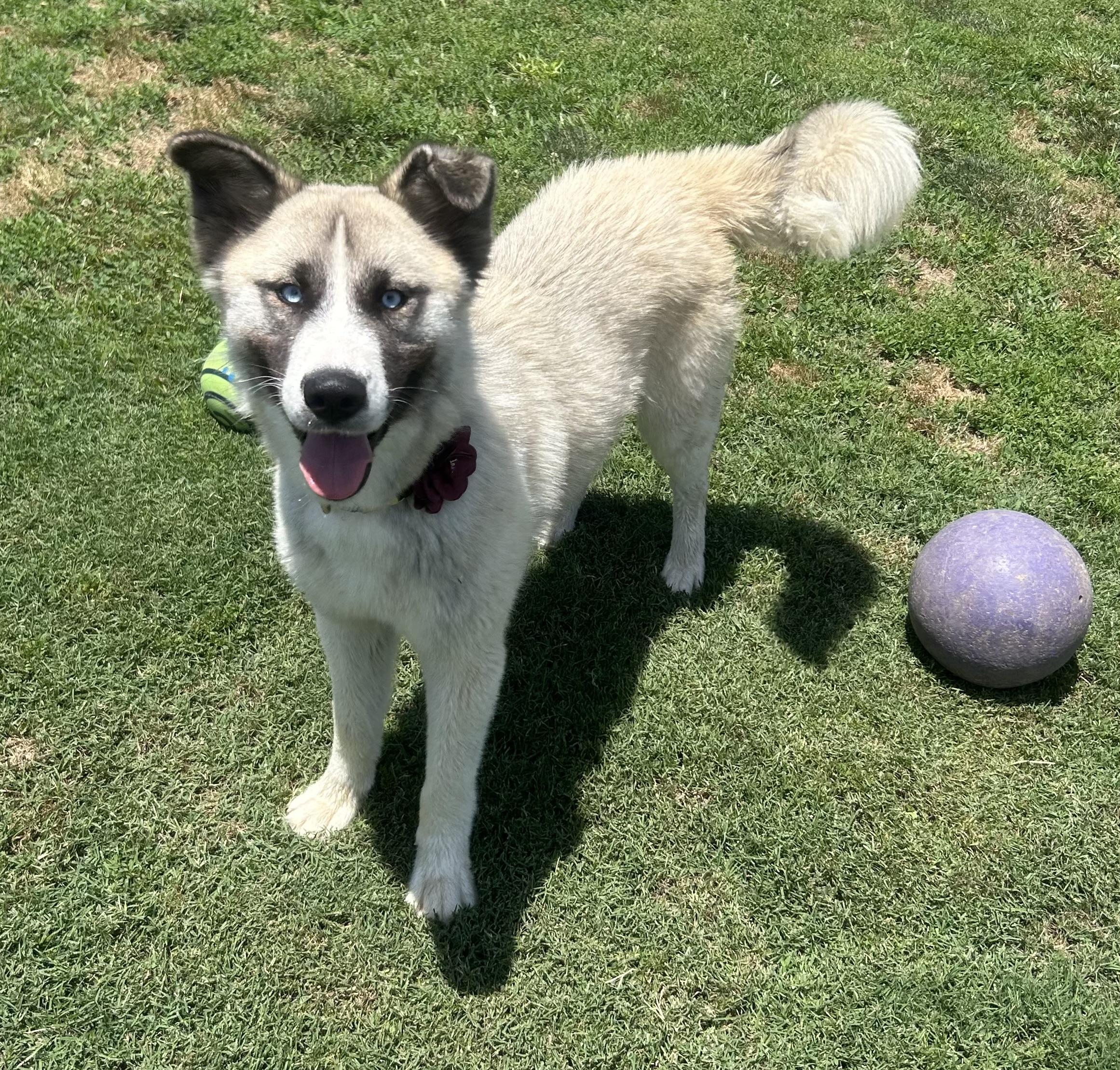 Jadis, a ADOPTABLE mixed breed in Siloam Springs, AR image 4/5