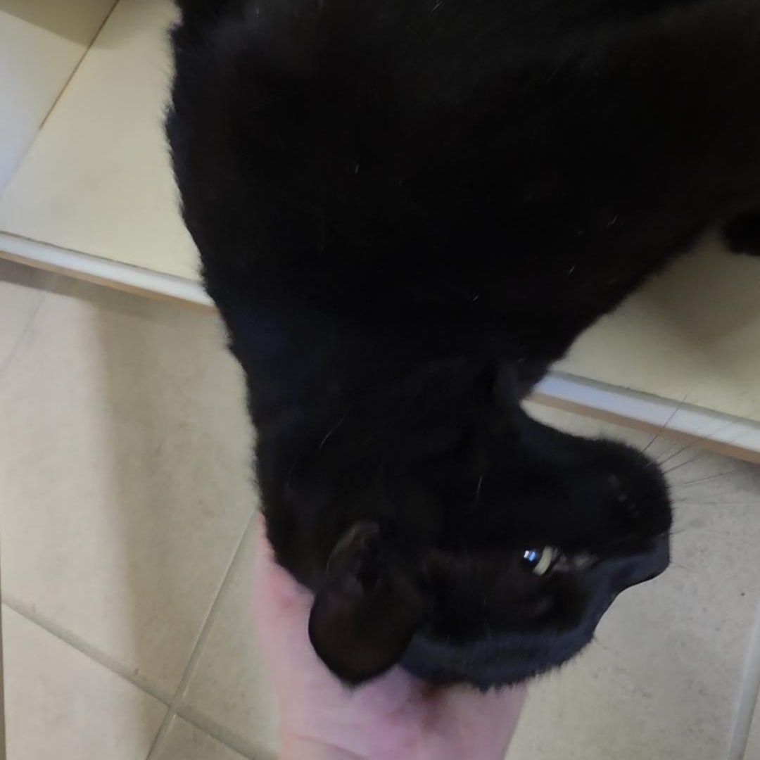 26-156, ADOPTABLE, Adult Male Domestic Short Hair.