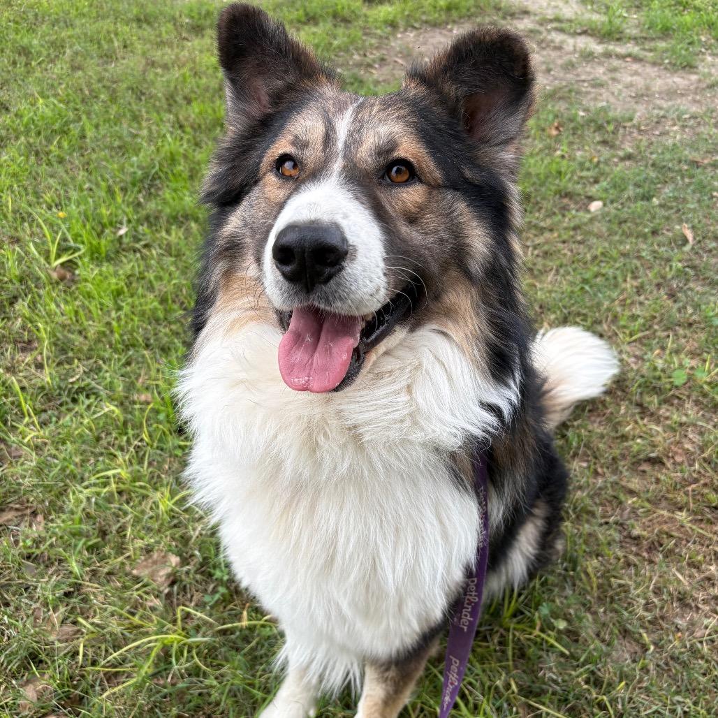 Ben Kenobi, Adoptable, Adult Male Rough Collie & Mixed Breed.
