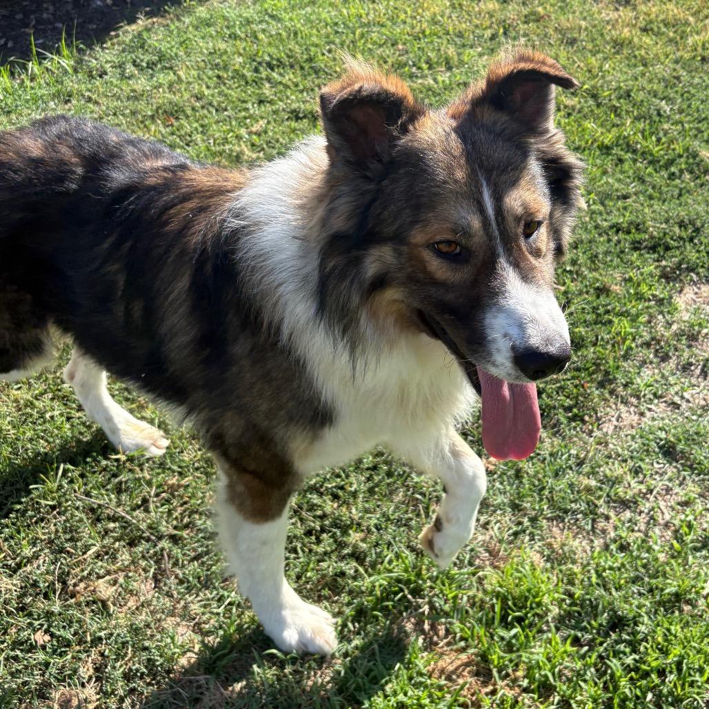 Enlarge Ben Kenobi, a Adoptable mixed breed in San Jacinto, CA image 2/6
