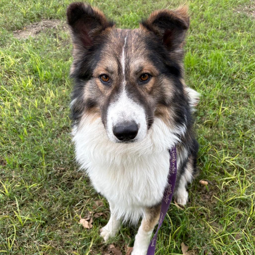 Enlarge Ben Kenobi, a Adoptable mixed breed in San Jacinto, CA image 3/6