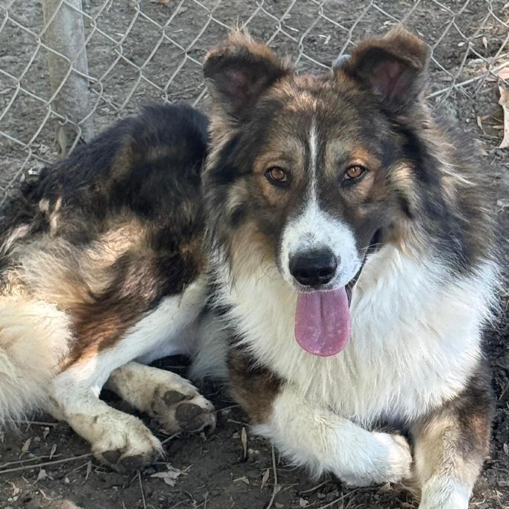Enlarge Ben Kenobi, a Adoptable mixed breed in San Jacinto, CA image 4/6