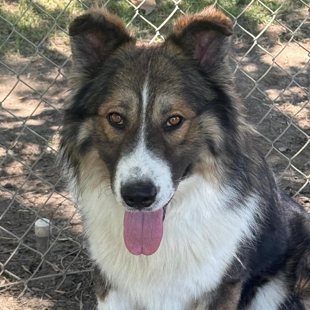 Enlarge Ben Kenobi, a Adoptable mixed breed in San Jacinto, CA image 5/6