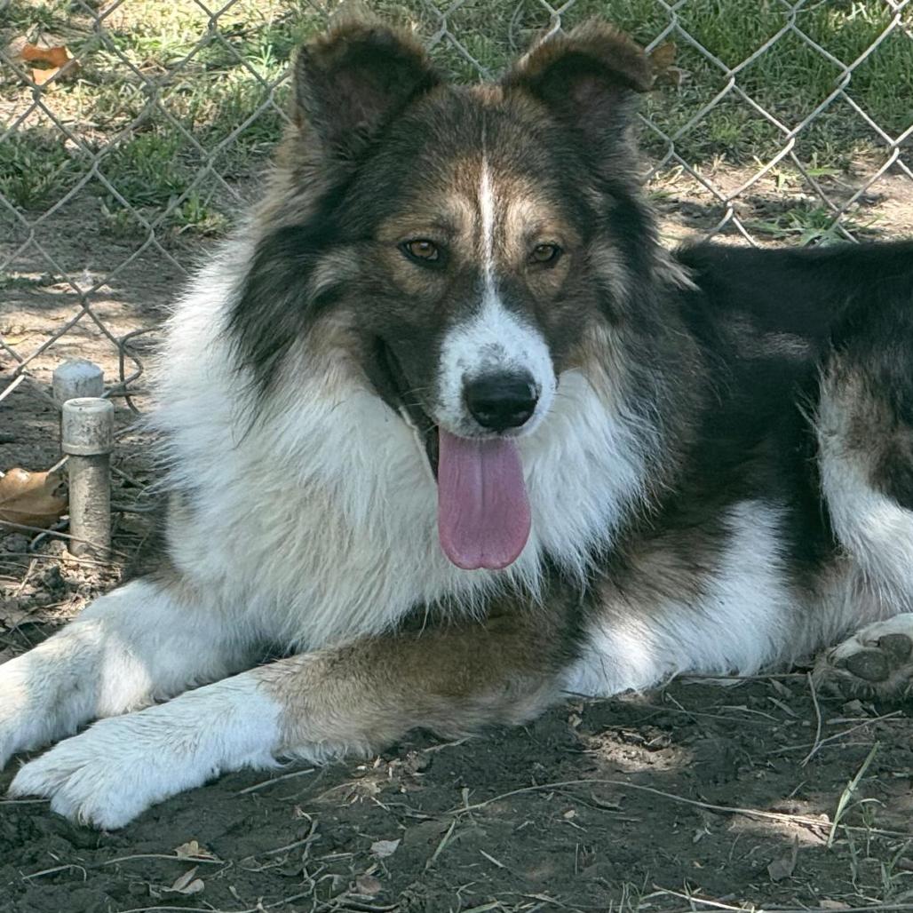 Enlarge Ben Kenobi, a Adoptable mixed breed in San Jacinto, CA image 6/6