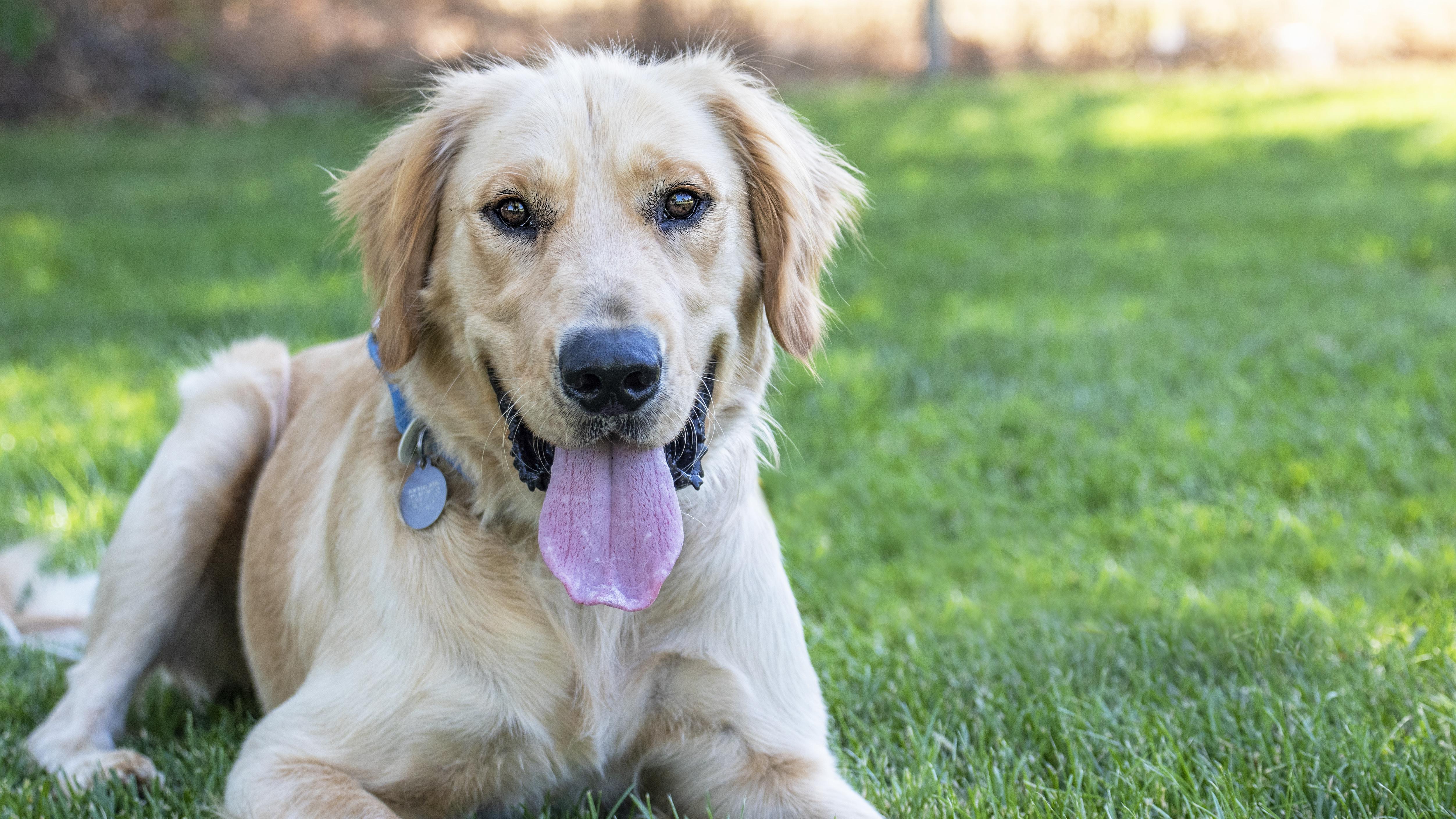 Enlarge Leo, a Adoptable Golden Retriever in Elverta, CA image 3/5