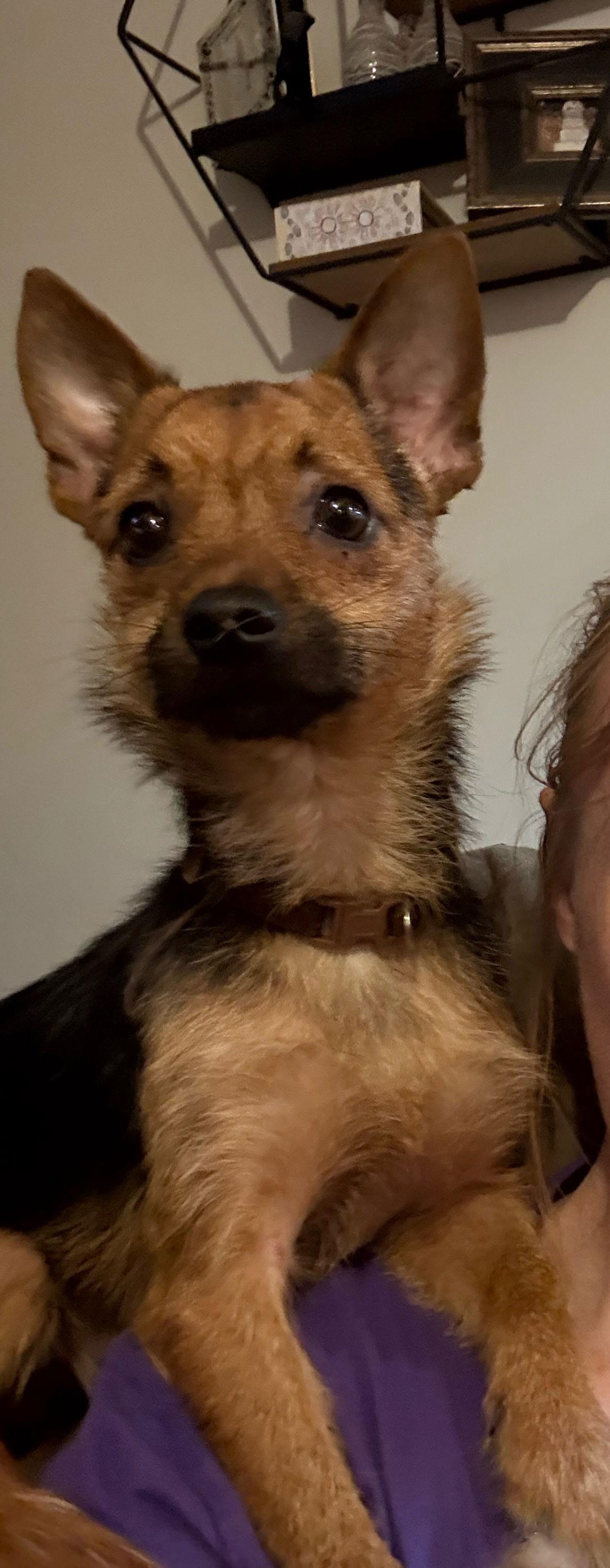 Kobi, Adoptable, Adult Male Mixed Breed.