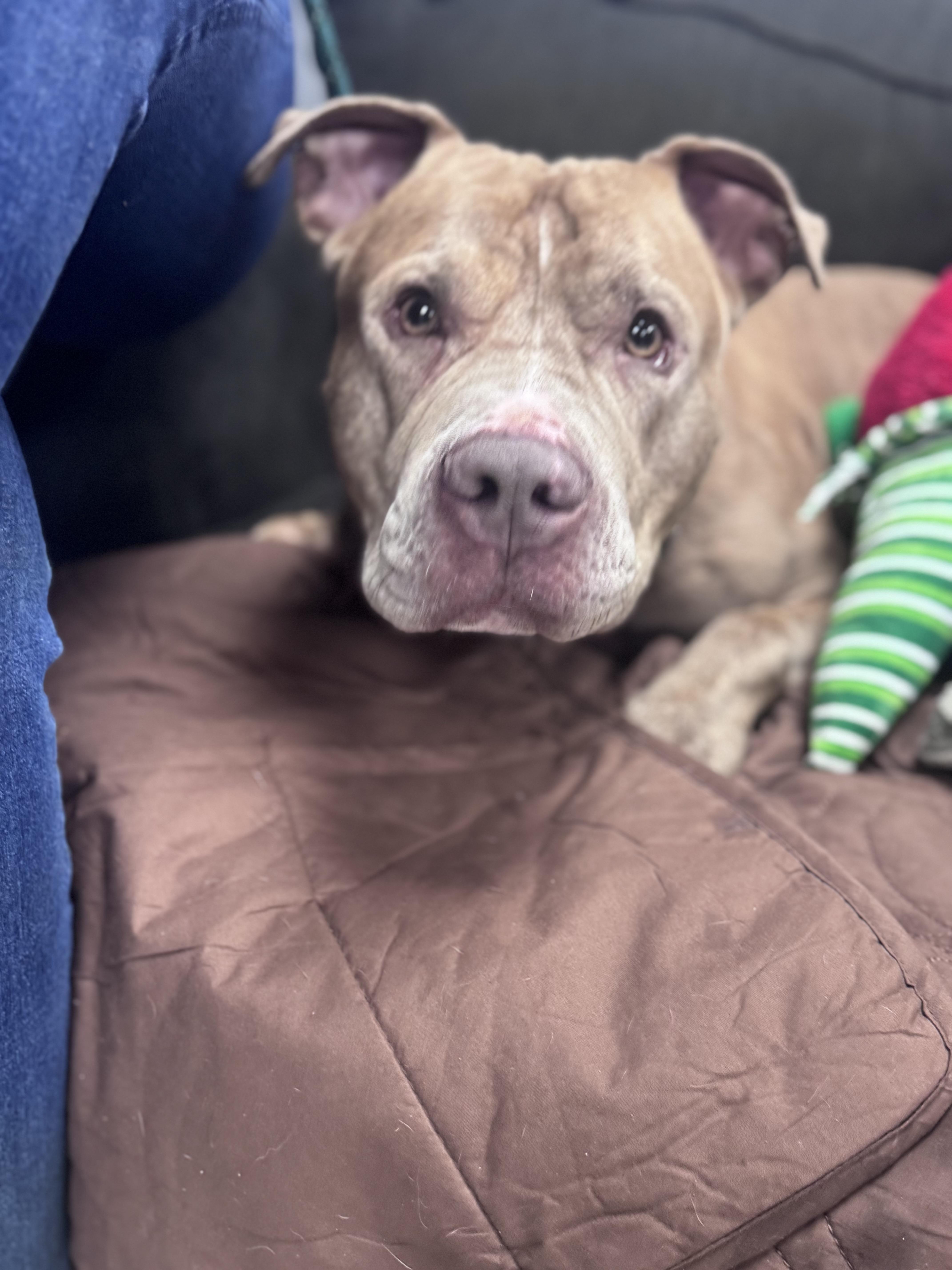 Enlarge Canelo, a Adoptable mixed breed in Medford, NY image 2/6